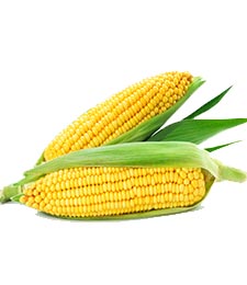 sweet corn1